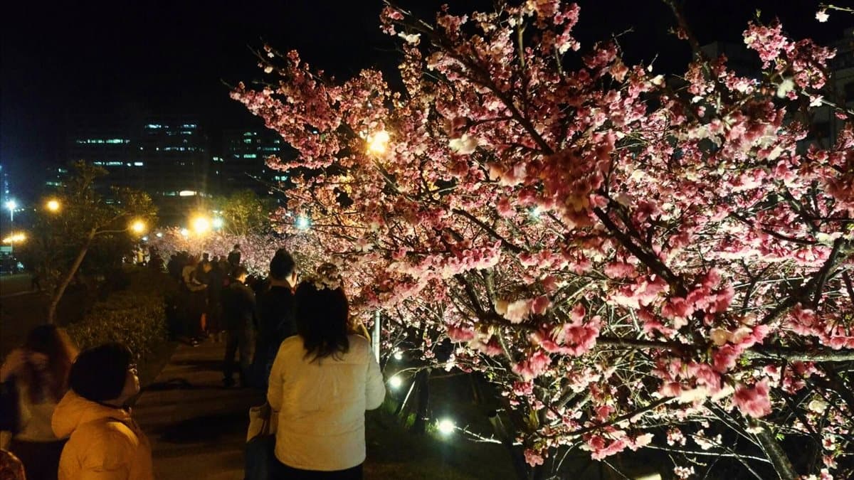 免飛日本!台灣這3處「夜櫻」超夢幻 免飛日本!台灣這3處「夜櫻」超夢幻