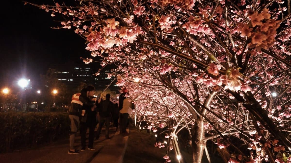 免飛日本!台灣這3處「夜櫻」超夢幻 免飛日本!台灣這3處「夜櫻」超夢幻