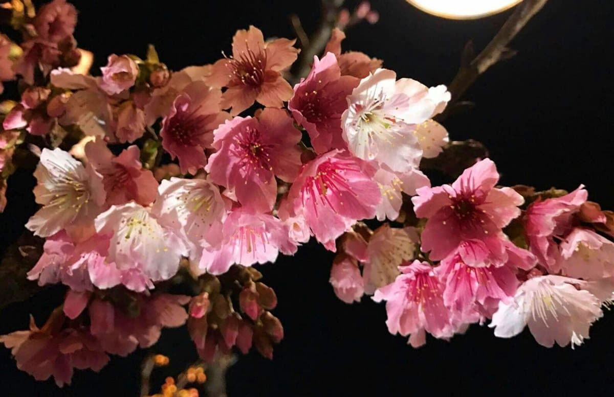 免飛日本!台灣這3處「夜櫻」超夢幻 免飛日本!台灣這3處「夜櫻」超夢幻