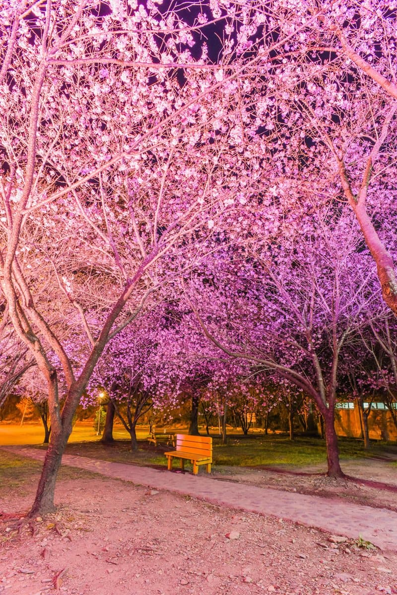 免飛日本!台灣這3處「夜櫻」超夢幻 免飛日本!台灣這3處「夜櫻」超夢幻