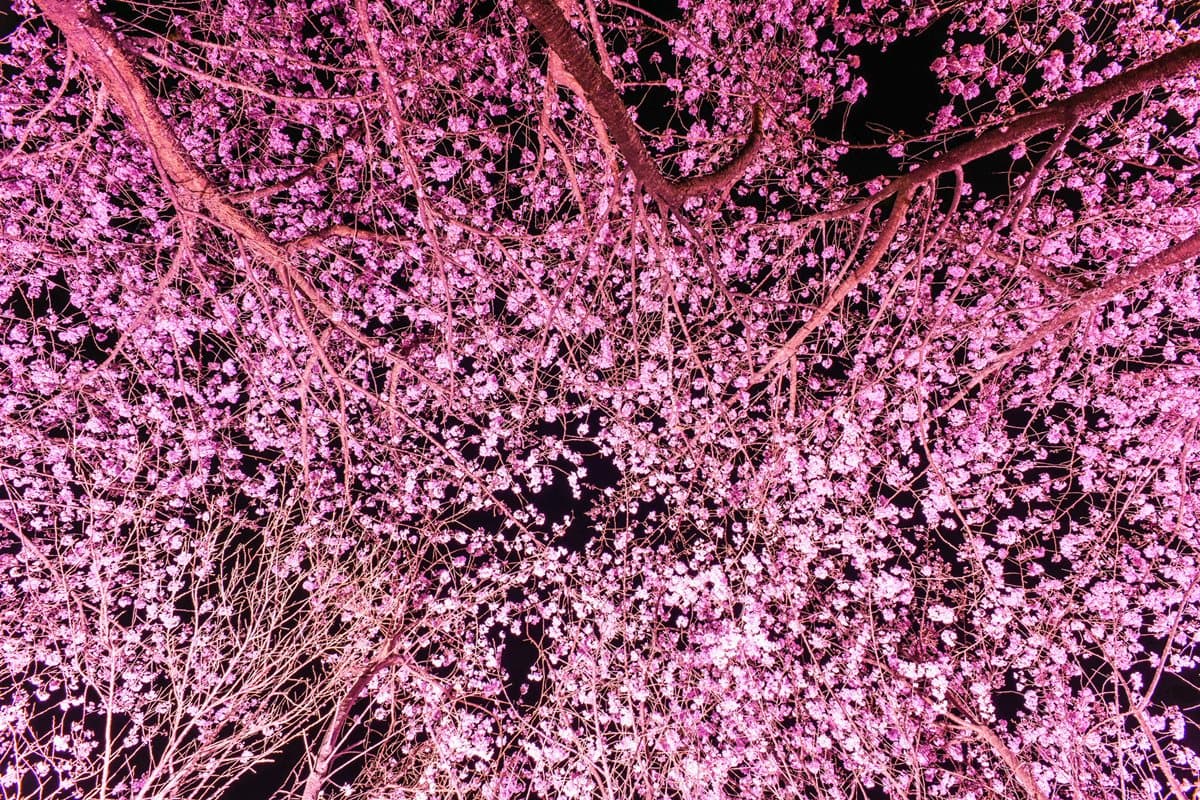 免飛日本!台灣這3處「夜櫻」超夢幻 免飛日本!台灣這3處「夜櫻」超夢幻