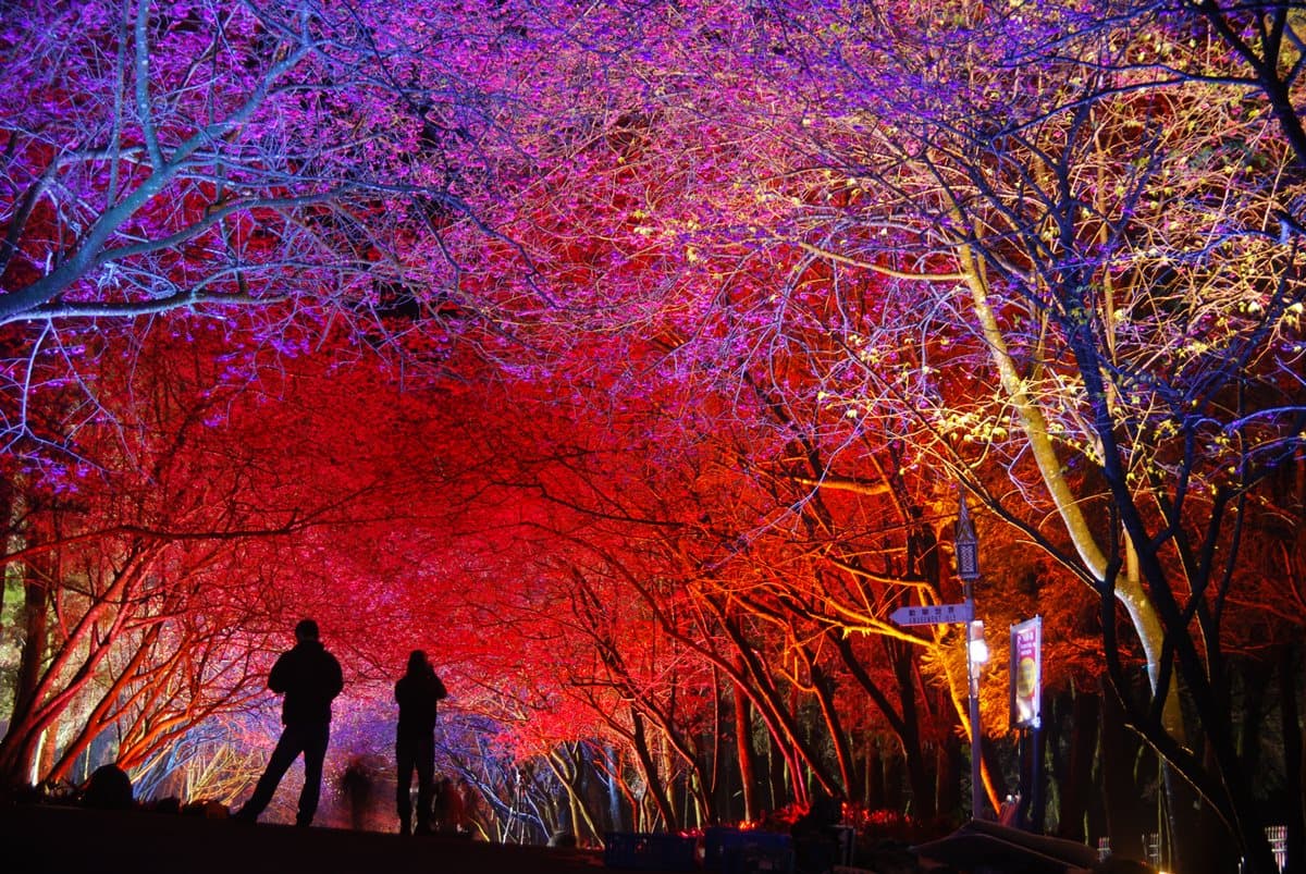免飛日本!台灣這3處「夜櫻」超夢幻 免飛日本!台灣這3處「夜櫻」超夢幻