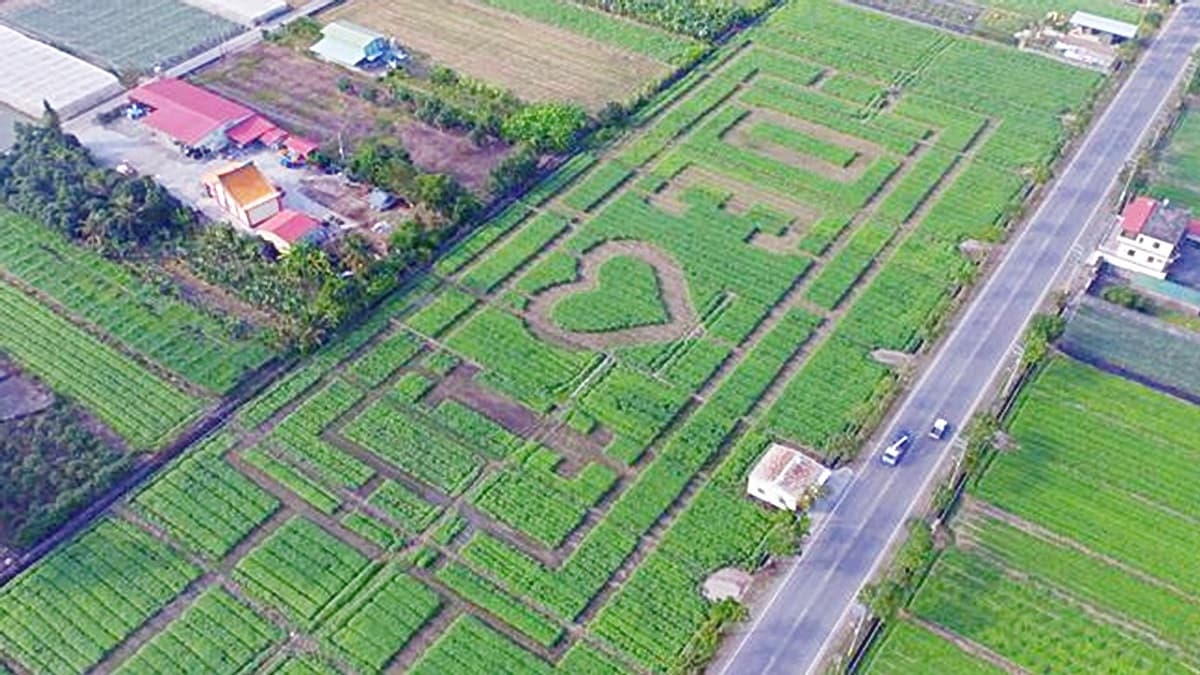 全台最大花園迷宮!勇闖向日葵花海