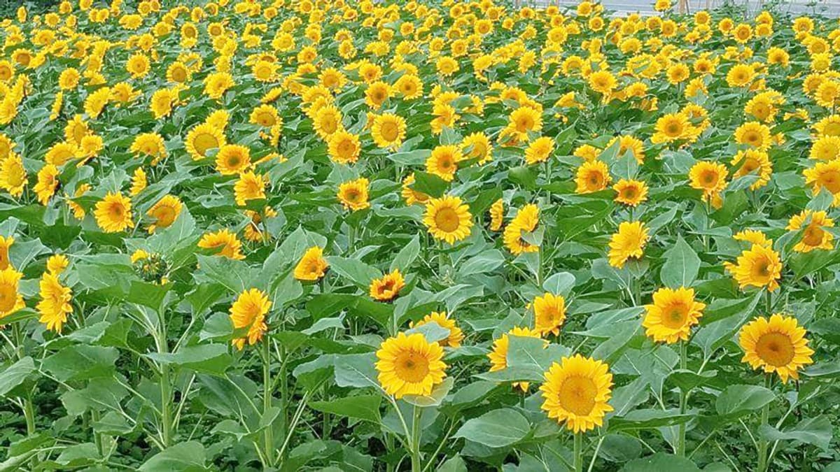 全台最大花園迷宮!勇闖向日葵花海 全台最大花園迷宮!勇闖向日葵花海