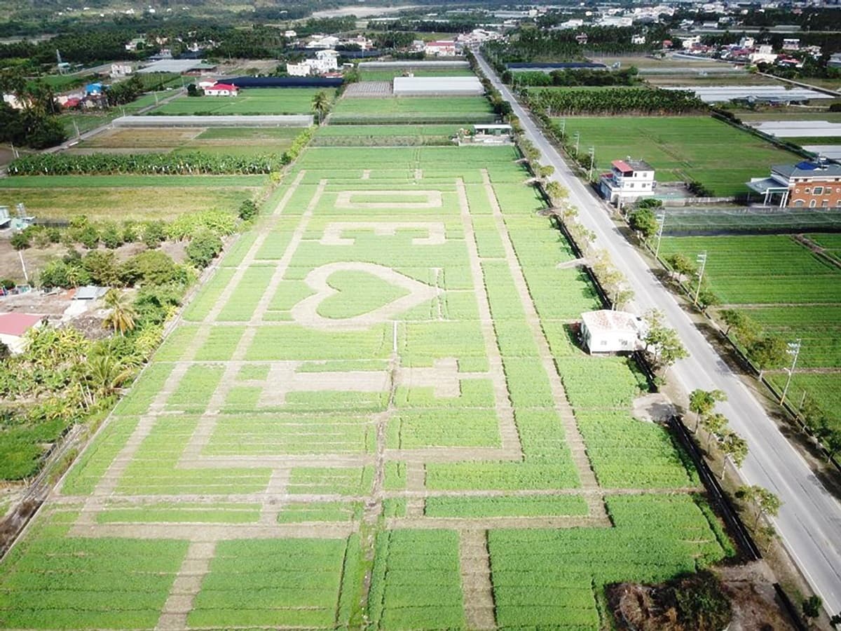 全台最大花園迷宮!勇闖向日葵花海 全台最大花園迷宮!勇闖向日葵花海