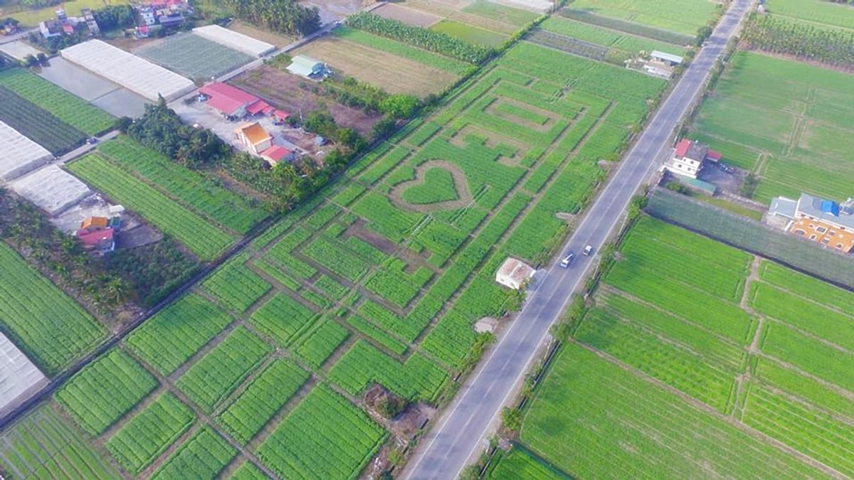 全台最大花園迷宮!勇闖向日葵花海 全台最大花園迷宮!勇闖向日葵花海
