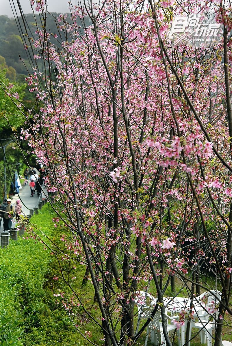 6大賞櫻熱景點都在這!陽明山花季起跑! 6大賞櫻熱景點都在這!陽明山花季起跑!