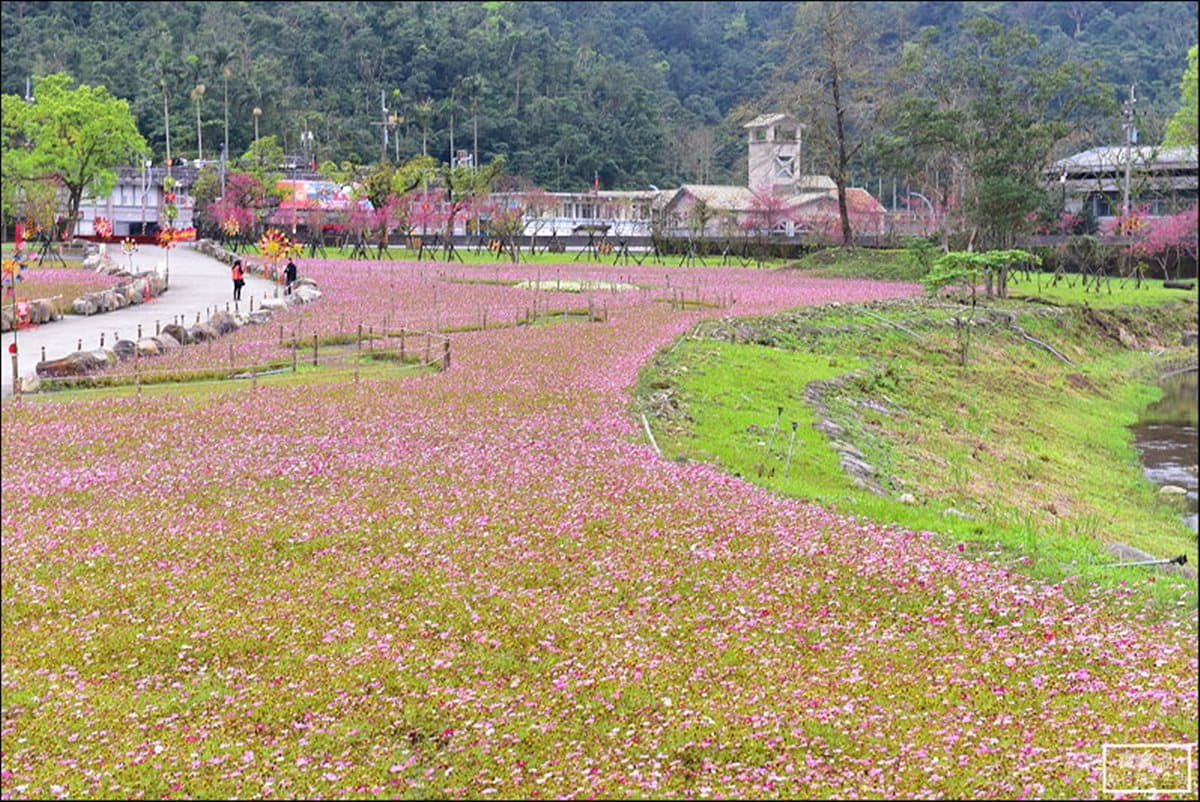 228賞花去 宜蘭賞櫻看花海一日遊攻略 228賞花去 宜蘭賞櫻看花海一日遊攻略