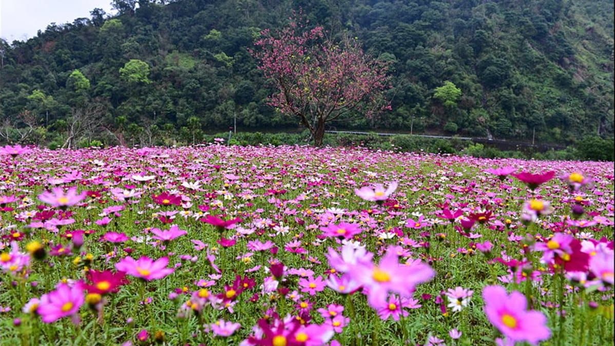 228賞花去 宜蘭賞櫻看花海一日遊攻略 228賞花去 宜蘭賞櫻看花海一日遊攻略