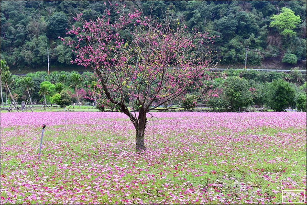 228賞花去 宜蘭賞櫻看花海一日遊攻略 228賞花去 宜蘭賞櫻看花海一日遊攻略