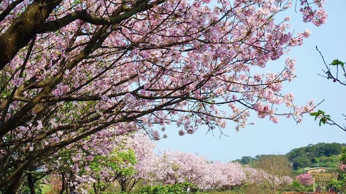 3、4月限定美景!5大花季開跑,海芋田、紫藤隧道、蜀葵花海超美拍 3、4月限定美景!5大花季開跑,海芋田、紫藤隧道、蜀葵花海超美拍