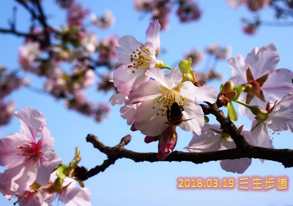 粉嫩櫻花步道!「三芝櫻花季」萬株同時綻放 粉嫩櫻花步道!「三芝櫻花季」萬株同時綻放
