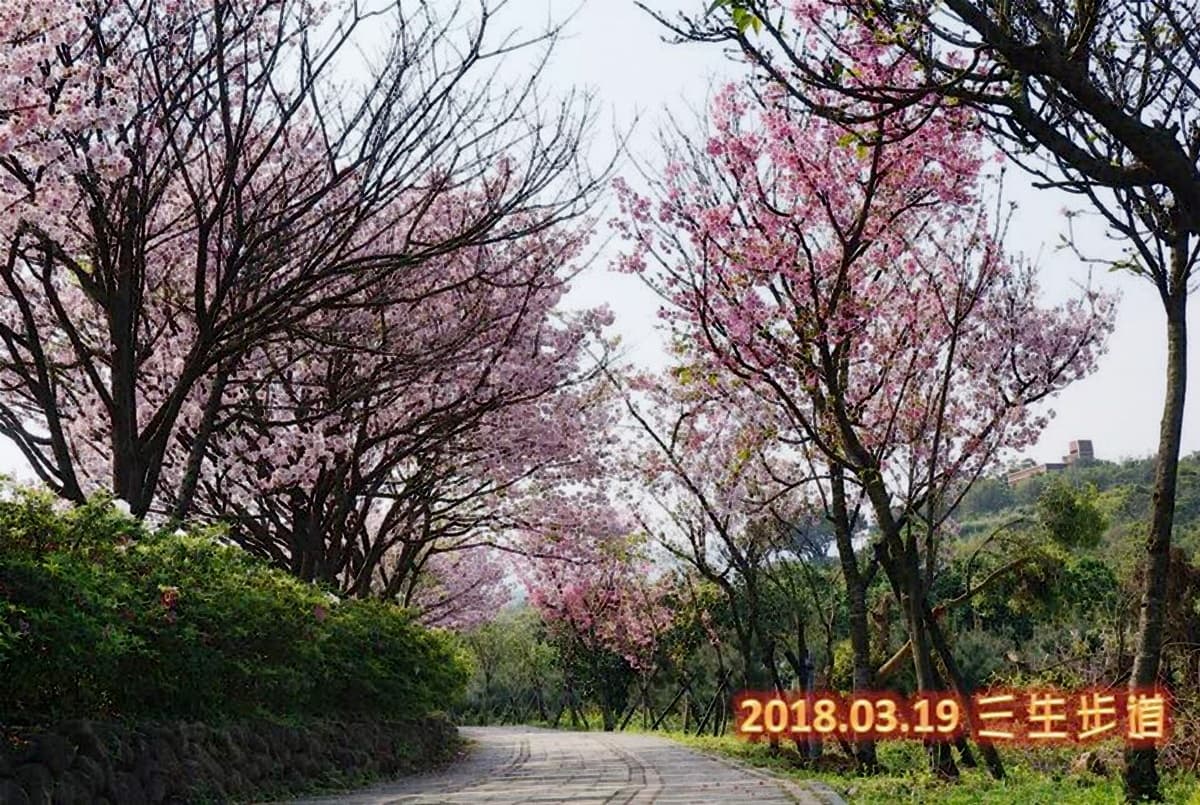 粉嫩櫻花步道!「三芝櫻花季」萬株同時綻放 粉嫩櫻花步道!「三芝櫻花季」萬株同時綻放