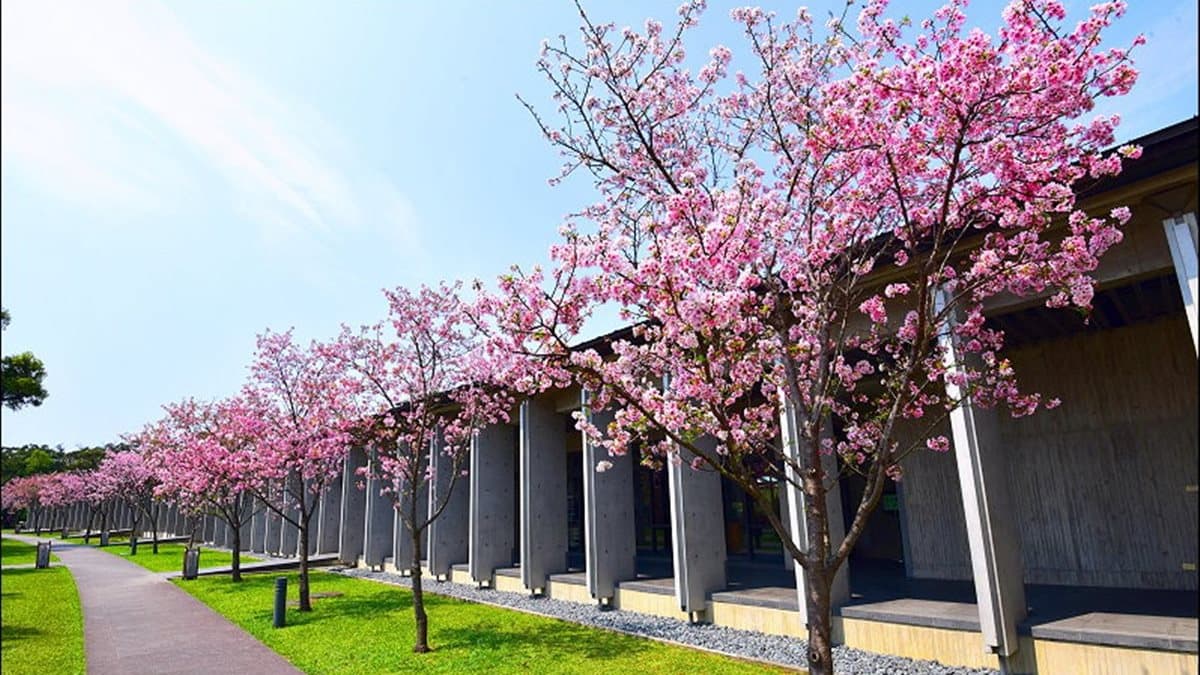 3、4月限定美景!5大花季開跑,海芋田、紫藤隧道、蜀葵花海超美拍 3、4月限定美景!5大花季開跑,海芋田、紫藤隧道、蜀葵花海超美拍