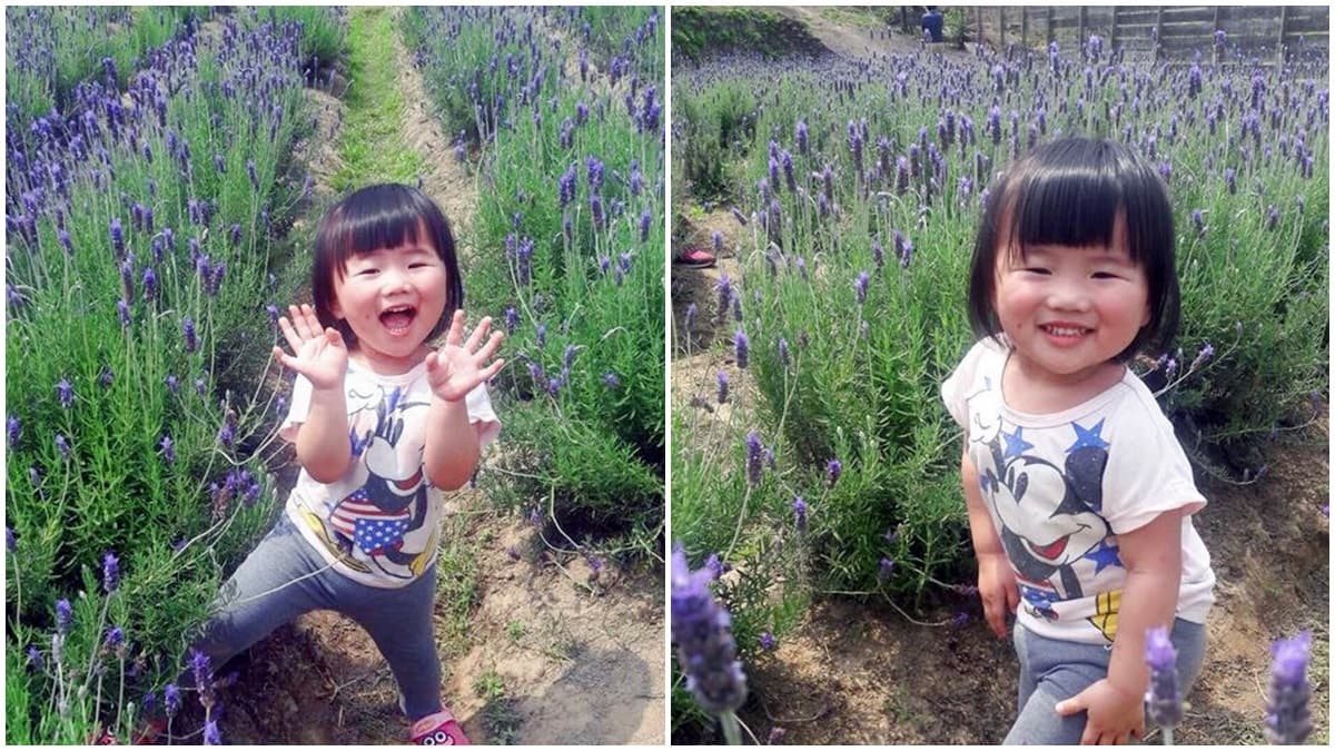 全台最大薰衣草田!2萬株「粉紫色浪漫花田」免費入園、美照拍不停 全台最大薰衣草田!2萬株「粉紫色浪漫花田」免費入園、美照拍不停