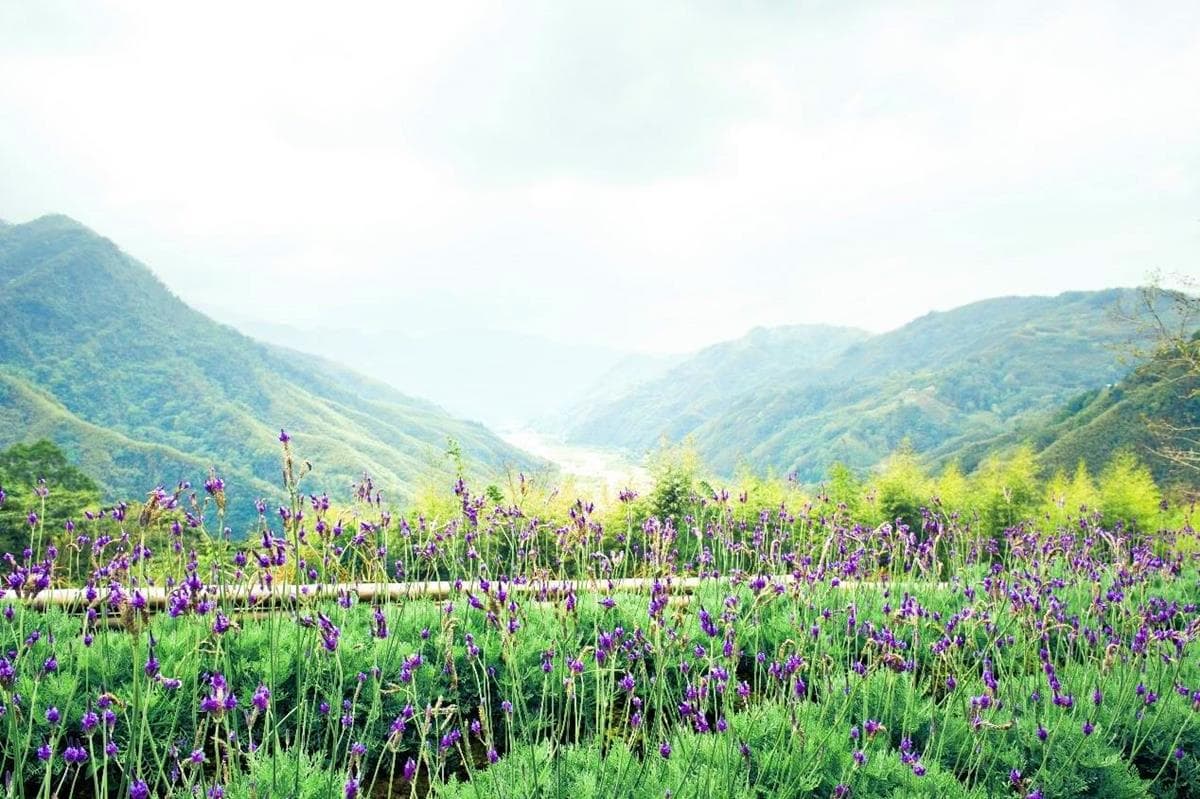 超人氣「薰衣草森林」回來了!找出舊照片享免費入園 超人氣「薰衣草森林」回來了!找出舊照片享免費入園