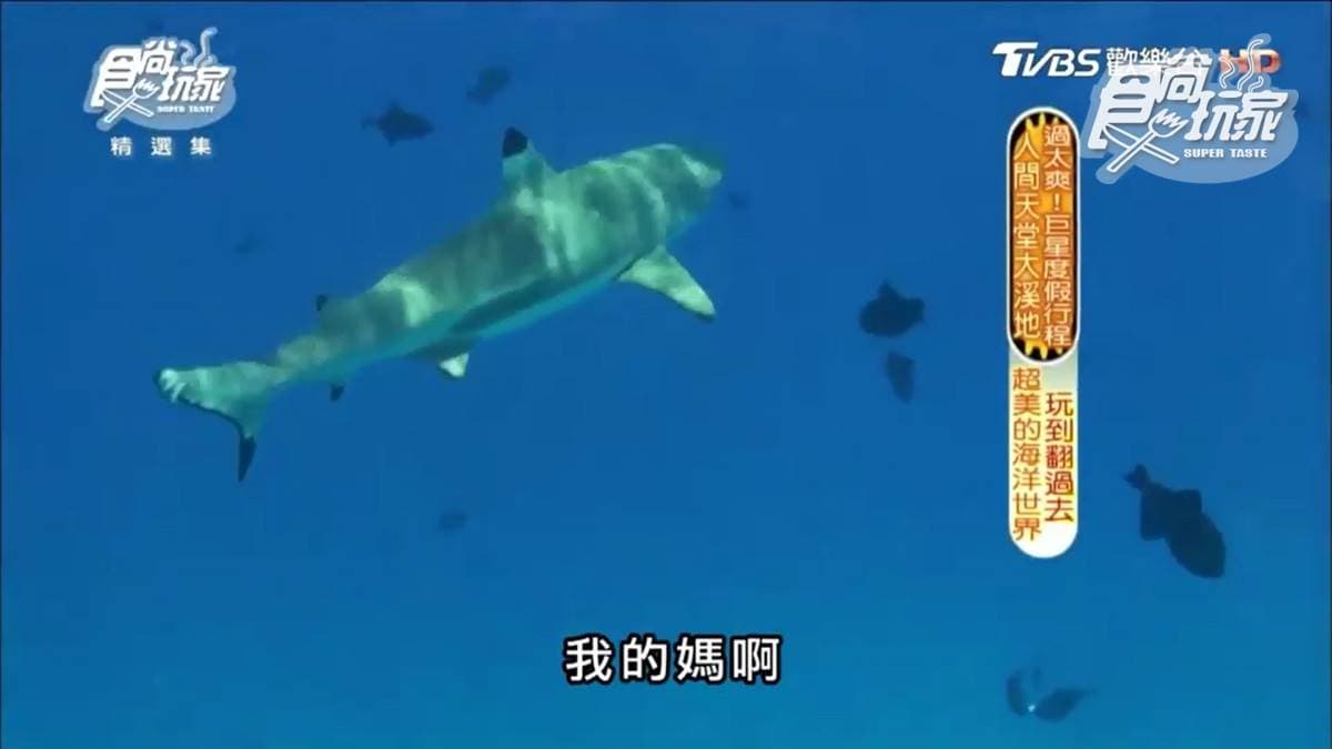 不是吧?魟魚在撒嬌 還可以超近距離看鯊魚! 不是吧?魟魚在撒嬌 還可以超近距離看鯊魚!