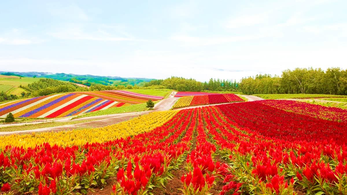 夏天玩北海道「彩虹花田」 最內行!這3處「無料景點」根本像仙境 夏天玩北海道「彩虹花田」 最內行!這3處「無料景點」根本像仙境
