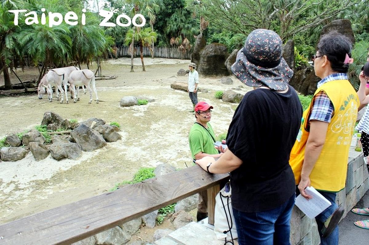 夜遊才有趣!一年只限8天「動物園」暑假夜間遊園開放了 夜遊才有趣!一年只限8天「動物園」暑假夜間遊園開放了