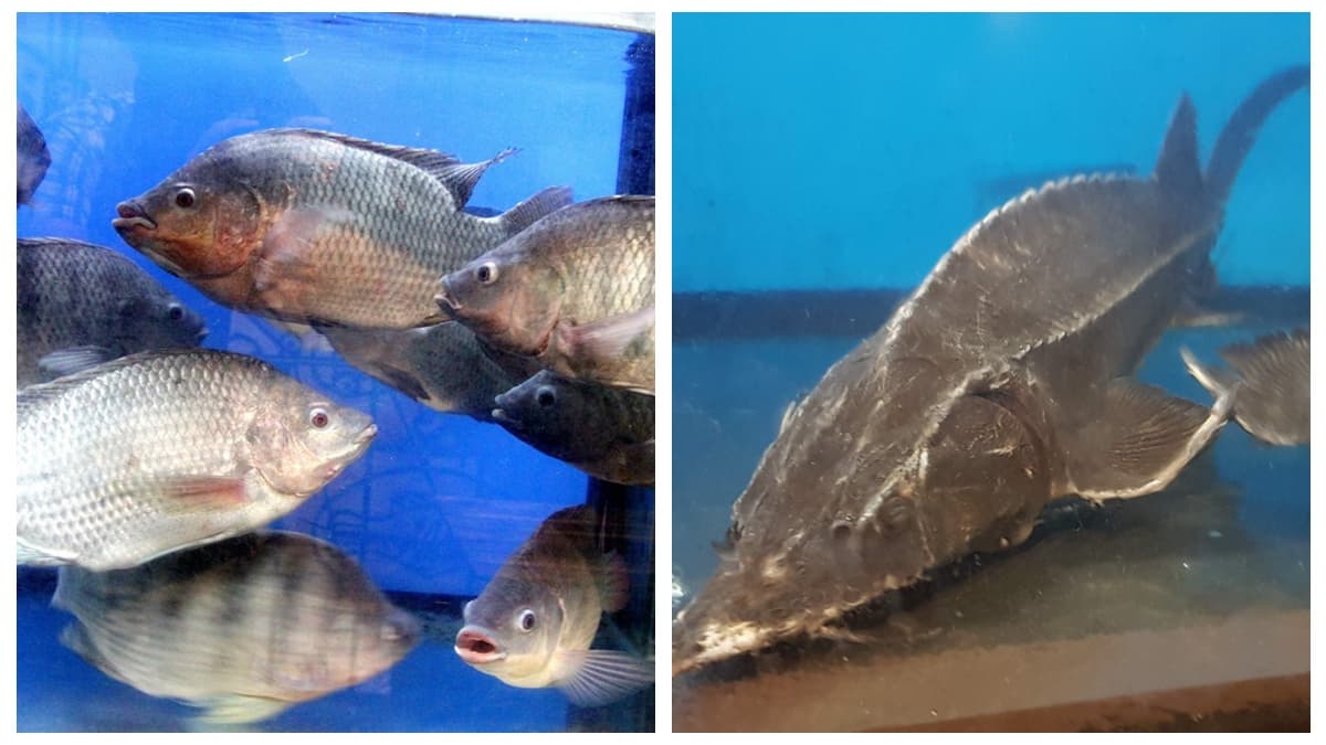 浮誇上桌!3家超澎派烤魚料理,麻辣烤物海鮮一次滿足 浮誇上桌!3家超澎派烤魚料理,麻辣烤物海鮮一次滿足