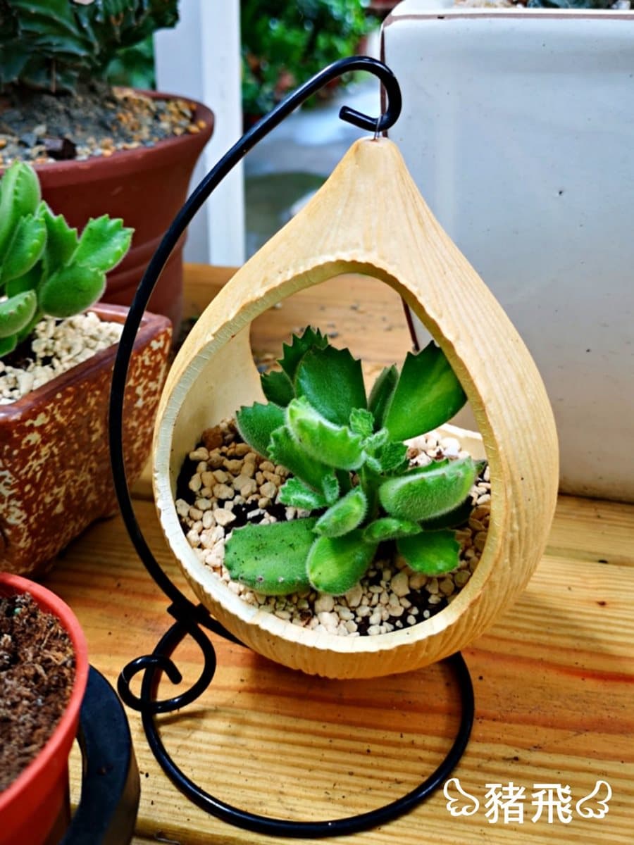 百種「多肉」隨你組!台中隱藏版秘境 「療癒系」多肉植物咖啡館 百種「多肉」隨你組!台中隱藏版秘境 「療癒系」多肉植物咖啡館