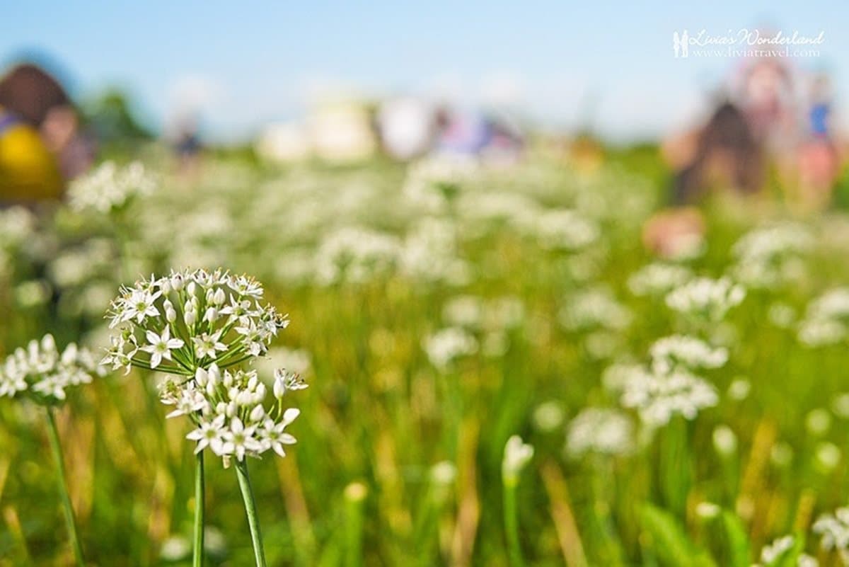 「九月雪」韭菜花大爆發!「大溪」這3處花海最好拍 「九月雪」韭菜花大爆發!「大溪」這3處花海最好拍