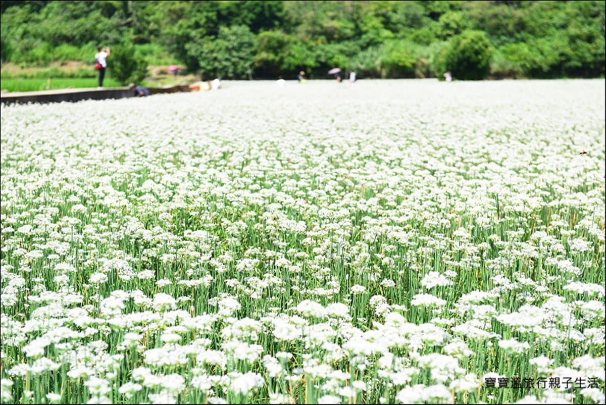「九月雪」韭菜花大爆發!「大溪」這3處花海最好拍 「九月雪」韭菜花大爆發!「大溪」這3處花海最好拍