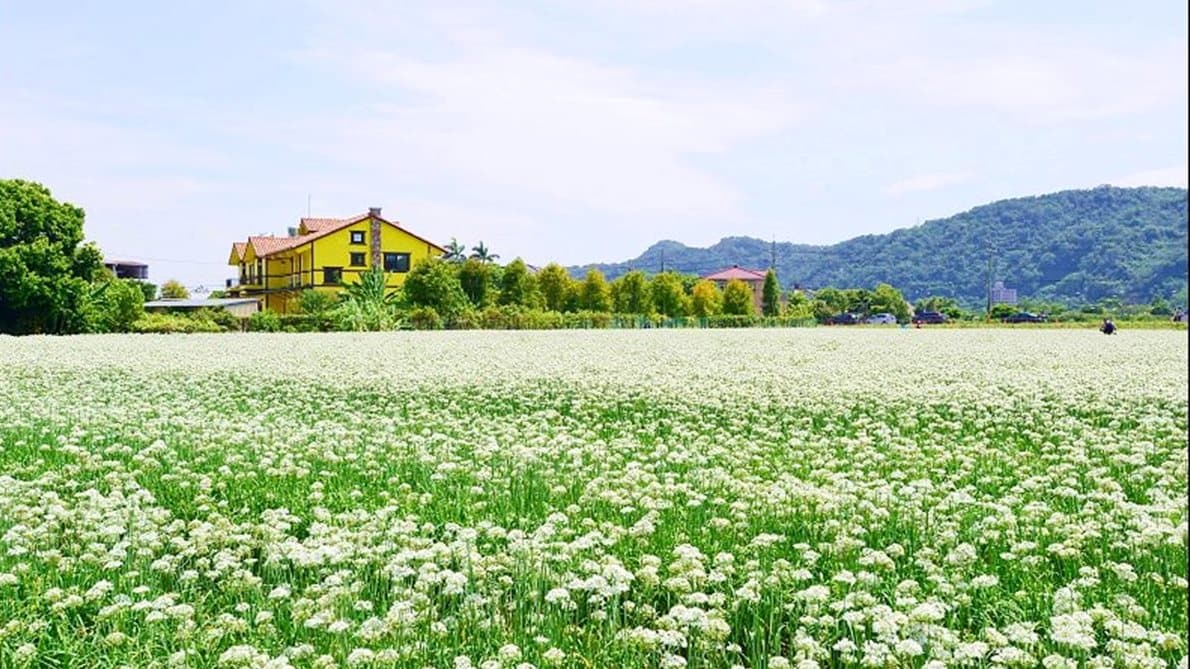 「九月雪」韭菜花大爆發!「大溪」這3處花海最好拍 「九月雪」韭菜花大爆發!「大溪」這3處花海最好拍