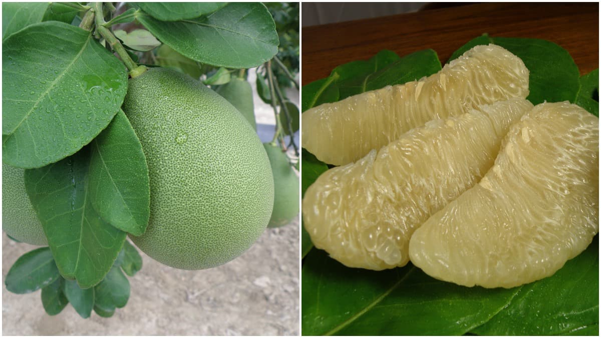 【這裡好有哏】原來日皇室「御用文旦」產在這!內行挑這size最好吃