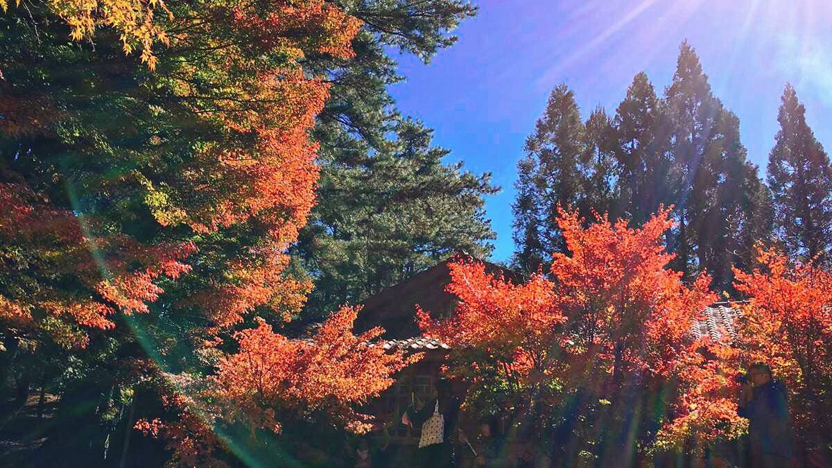 【食尚大頭條】週末天氣╳鍋物優惠╳賞楓拍銀杏:北部變天降4度、玉兔颱風最新動態 【食尚大頭條】週末天氣╳鍋物優惠╳賞楓拍銀杏:北部變天降4度、玉兔颱風最新動態