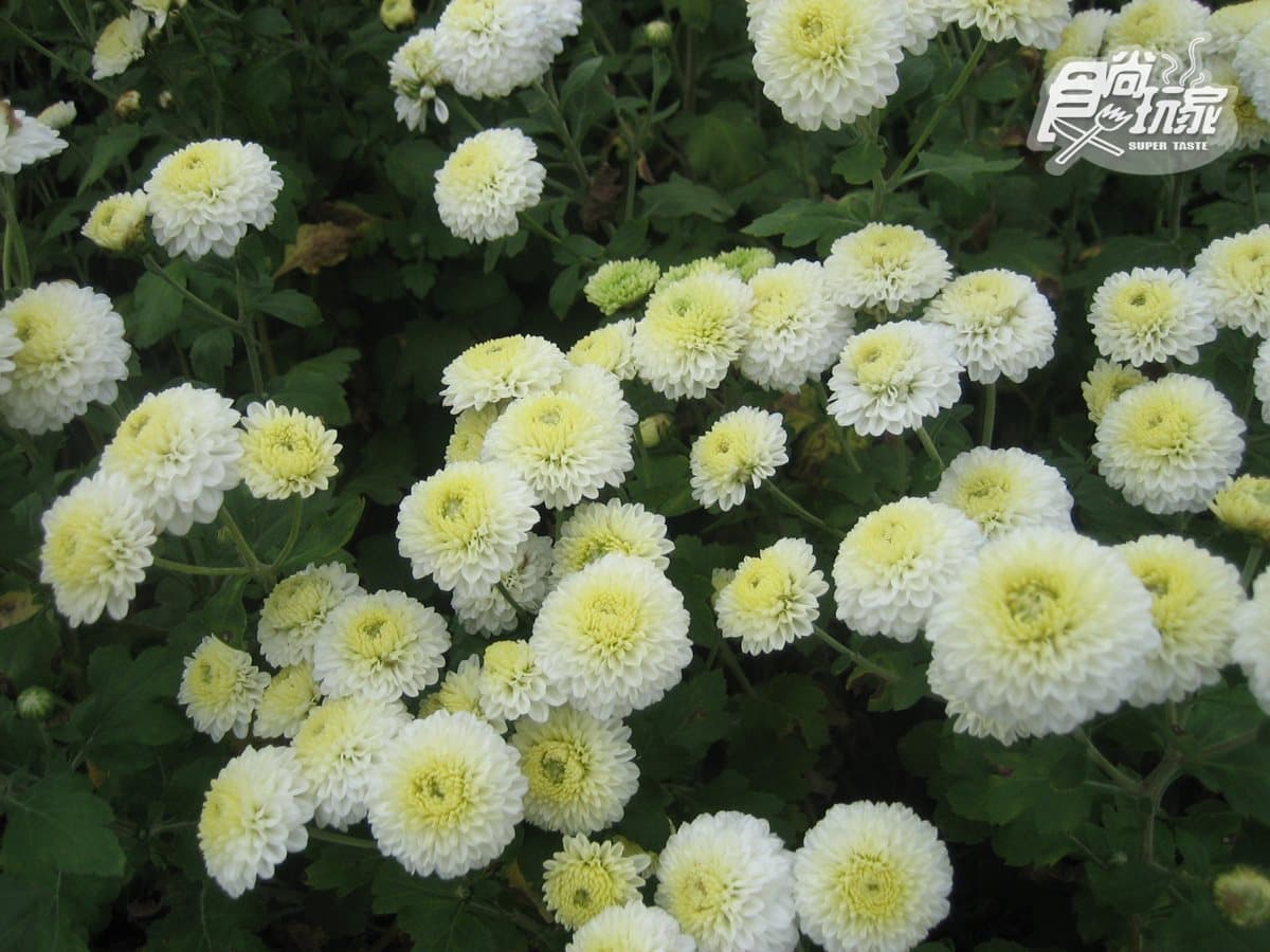 11月衝一波!苗栗賞「杭菊」花海+順遊6亮點:吊橋遠眺海景、吃杭菊餐 11月衝一波!苗栗賞「杭菊」花海+順遊6亮點:吊橋遠眺海景、吃杭菊餐