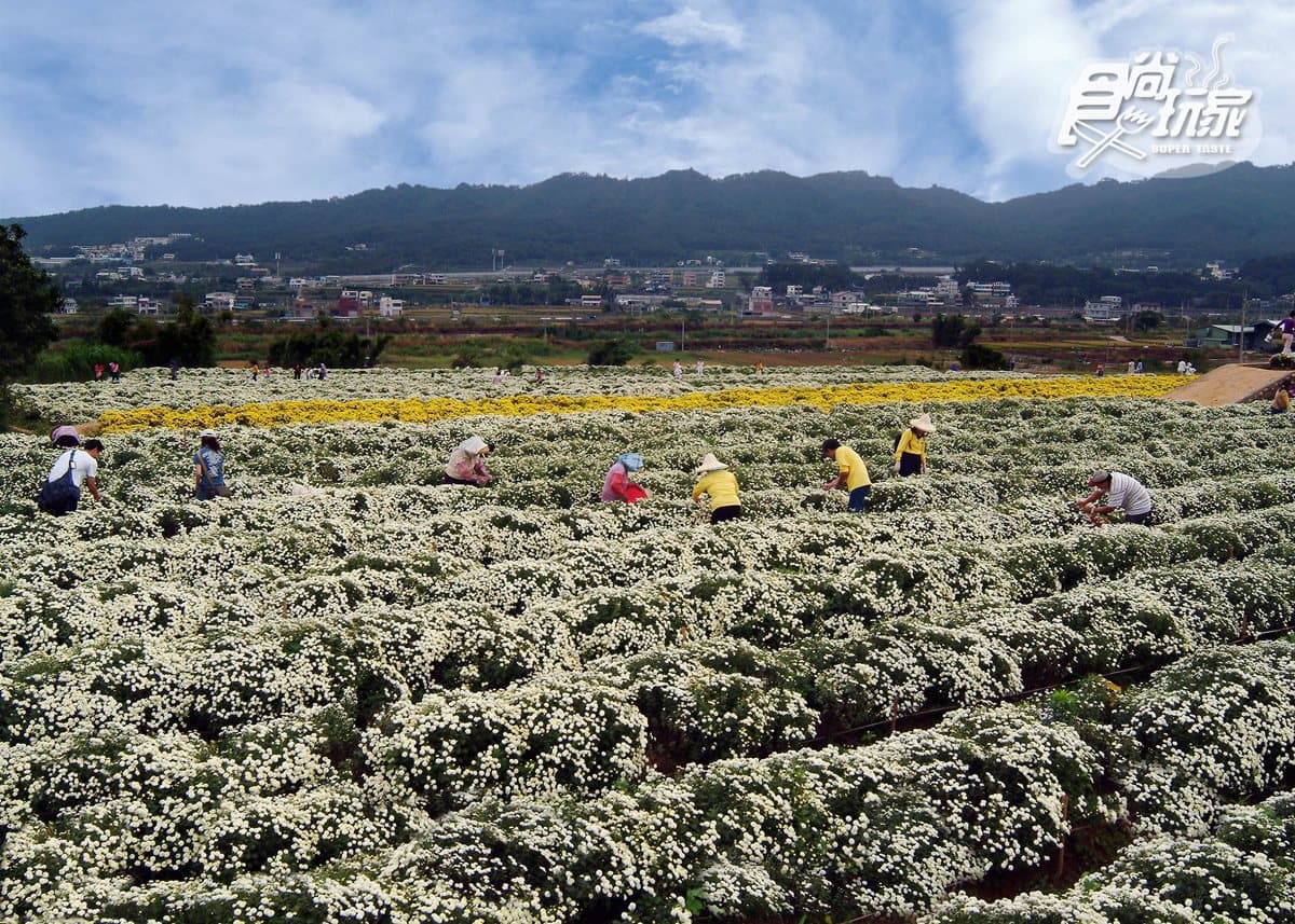 11月衝一波!苗栗賞「杭菊」花海+順遊6亮點:吊橋遠眺海景、吃杭菊餐 11月衝一波!苗栗賞「杭菊」花海+順遊6亮點:吊橋遠眺海景、吃杭菊餐
