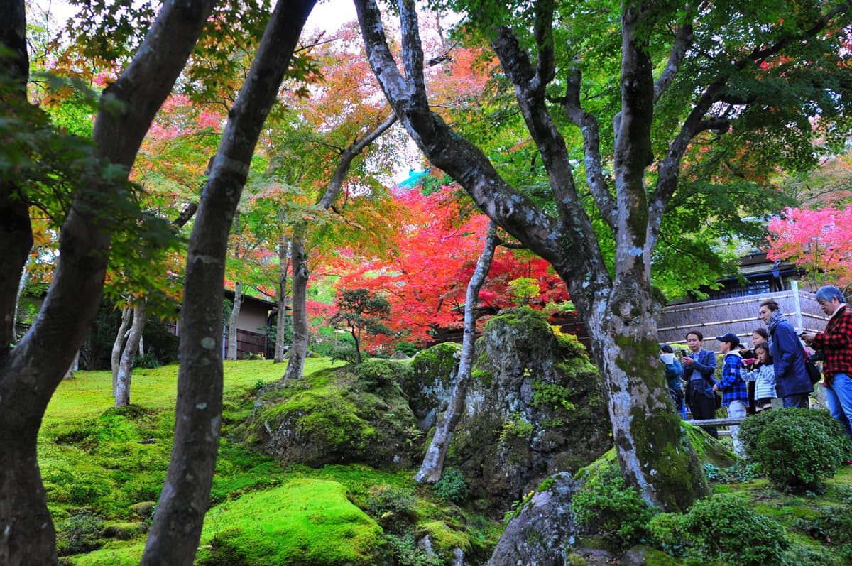 旅日達人提案!東京最佳賞楓路線→第2站紅葉環繞中泡湯,卓別林也來過 旅日達人提案!東京最佳賞楓路線→第2站紅葉環繞中泡湯,卓別林也來過
