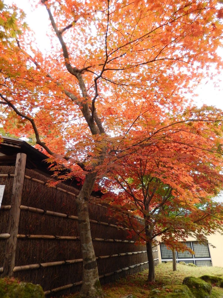 旅日達人提案!東京最佳賞楓路線→第2站紅葉環繞中泡湯,卓別林也來過 旅日達人提案!東京最佳賞楓路線→第2站紅葉環繞中泡湯,卓別林也來過