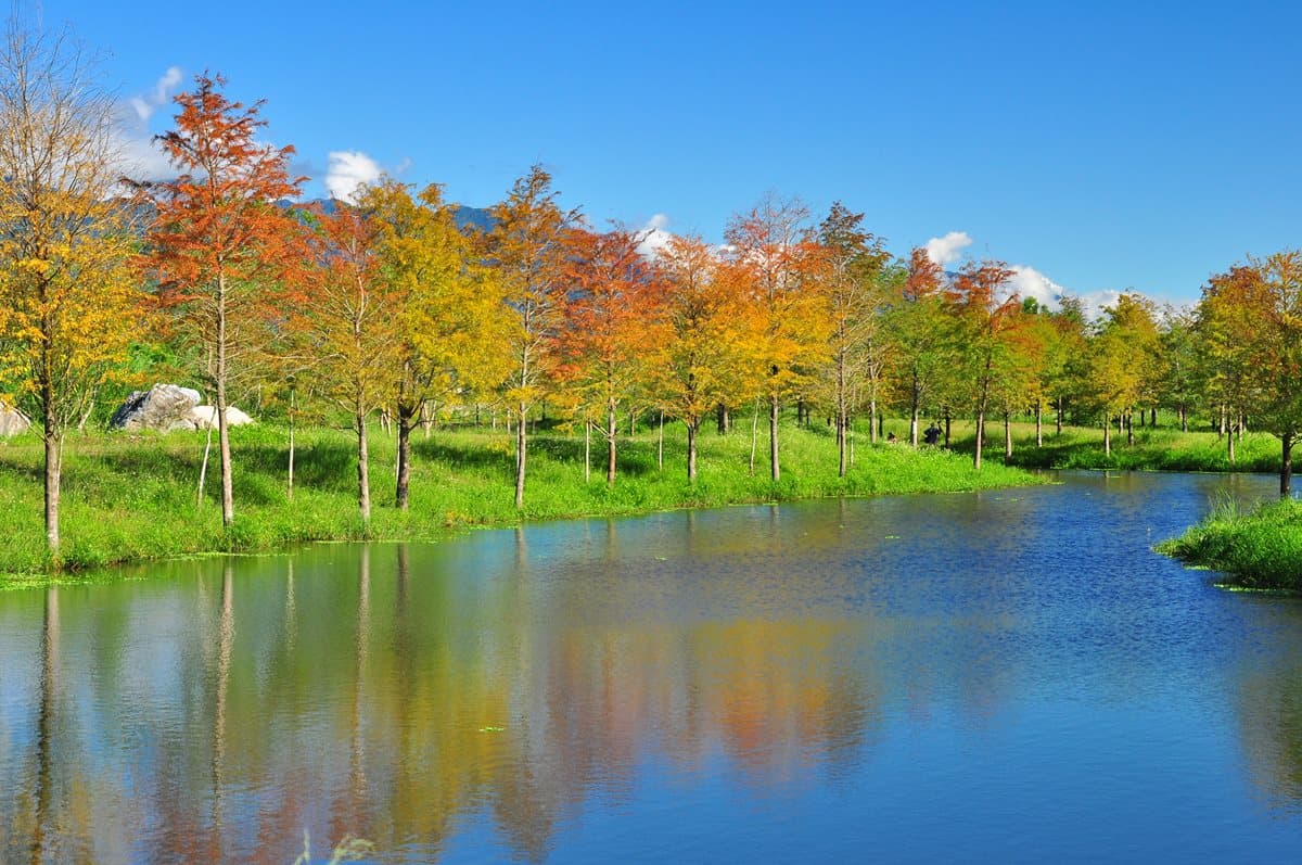 全台12大最美「落羽松」在這裡 七彩燈景、水中倒影超夢幻 全台12大最美「落羽松」在這裡 七彩燈景、水中倒影超夢幻