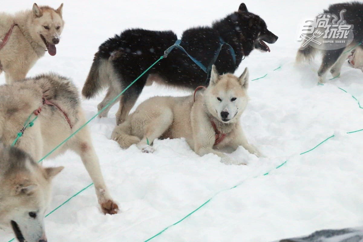 為什麼不可以摸雪橇犬?零下20度怎麼穿才暖?格陵蘭「生存守則」 為什麼不可以摸雪橇犬?零下20度怎麼穿才暖?格陵蘭「生存守則」