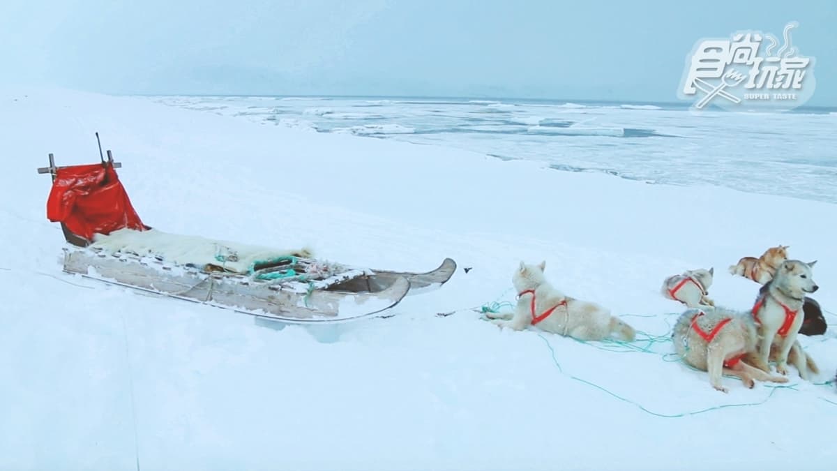 為什麼不可以摸雪橇犬?零下20度怎麼穿才暖?格陵蘭「生存守則」 為什麼不可以摸雪橇犬?零下20度怎麼穿才暖?格陵蘭「生存守則」