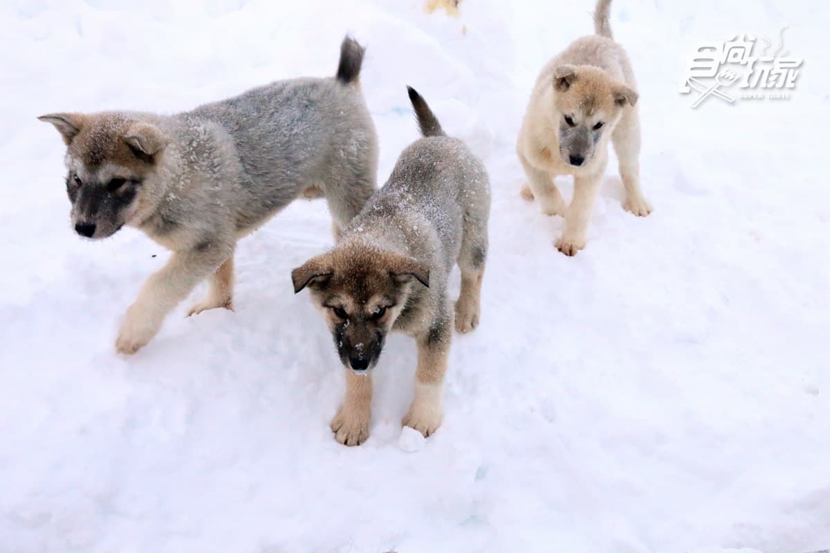 為什麼不可以摸雪橇犬?零下20度怎麼穿才暖?格陵蘭「生存守則」 為什麼不可以摸雪橇犬?零下20度怎麼穿才暖?格陵蘭「生存守則」