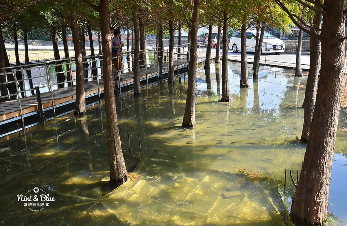 場景都set好了!台中落羽松祕境 「水中木棧道」還可餵魚 場景都set好了!台中落羽松祕境 「水中木棧道」還可餵魚