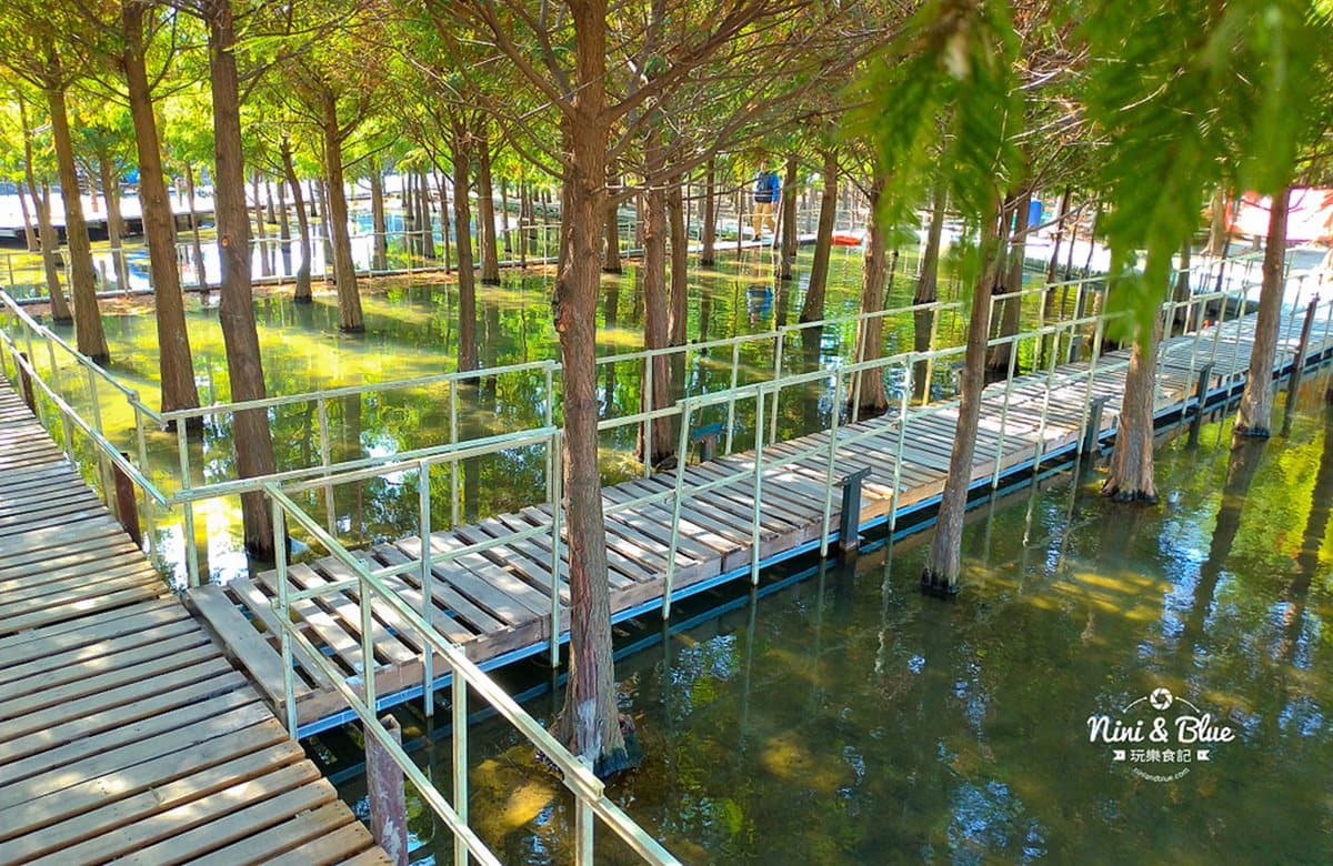 場景都set好了!台中落羽松祕境 「水中木棧道」還可餵魚 場景都set好了!台中落羽松祕境 「水中木棧道」還可餵魚