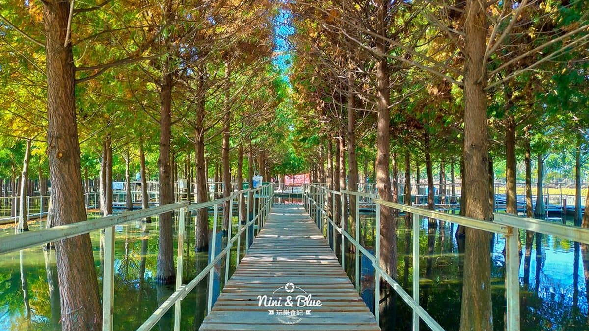 場景都set好了!台中落羽松祕境 「水中木棧道」還可餵魚 場景都set好了!台中落羽松祕境 「水中木棧道」還可餵魚