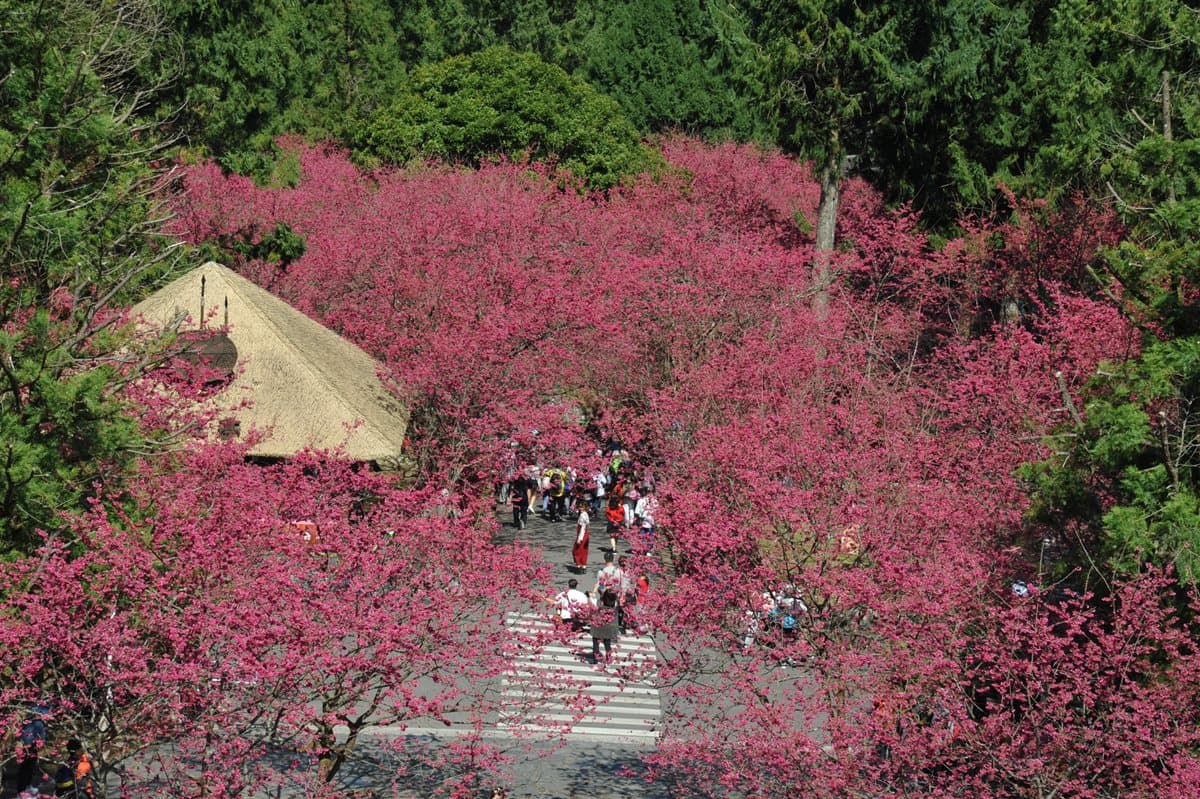 九族「賞櫻祭」開始!5千棵櫻花樹綻放,浴衣、野餐、燈光秀通通有 九族「賞櫻祭」開始!5千棵櫻花樹綻放,浴衣、野餐、燈光秀通通有