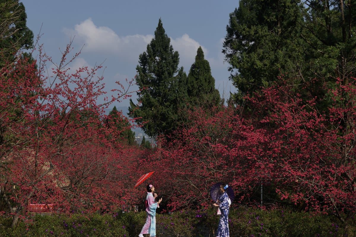 九族「賞櫻祭」開始!5千棵櫻花樹綻放,浴衣、野餐、燈光秀通通有 九族「賞櫻祭」開始!5千棵櫻花樹綻放,浴衣、野餐、燈光秀通通有