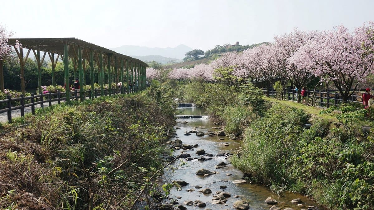 1萬6千顆櫻花綻放!「三芝櫻花季」日期公佈,賞花、玩市集、遛小孩 1萬6千顆櫻花綻放!「三芝櫻花季」日期公佈,賞花、玩市集、遛小孩