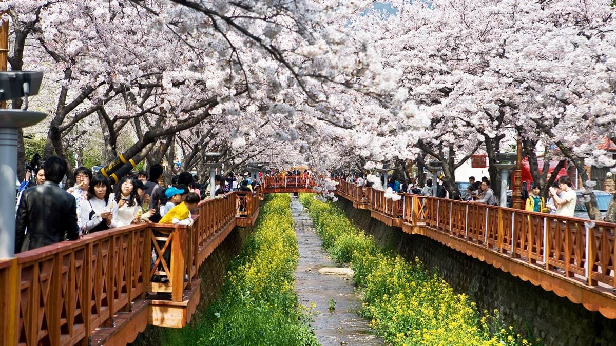誰說春天只有櫻花開!獻上滿滿韓式「七彩花海」不漏勾 誰說春天只有櫻花開!獻上滿滿韓式「七彩花海」不漏勾