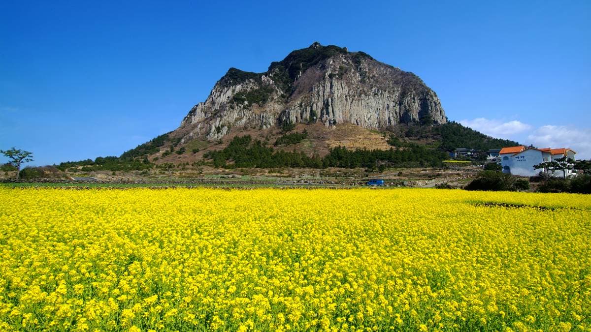 誰說春天只有櫻花開!獻上滿滿韓式「七彩花海」不漏勾 誰說春天只有櫻花開!獻上滿滿韓式「七彩花海」不漏勾