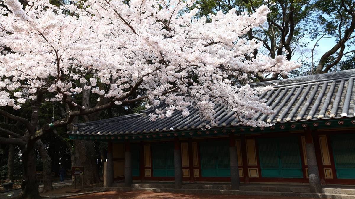 誰說春天只有櫻花開!獻上滿滿韓式「七彩花海」不漏勾 誰說春天只有櫻花開!獻上滿滿韓式「七彩花海」不漏勾