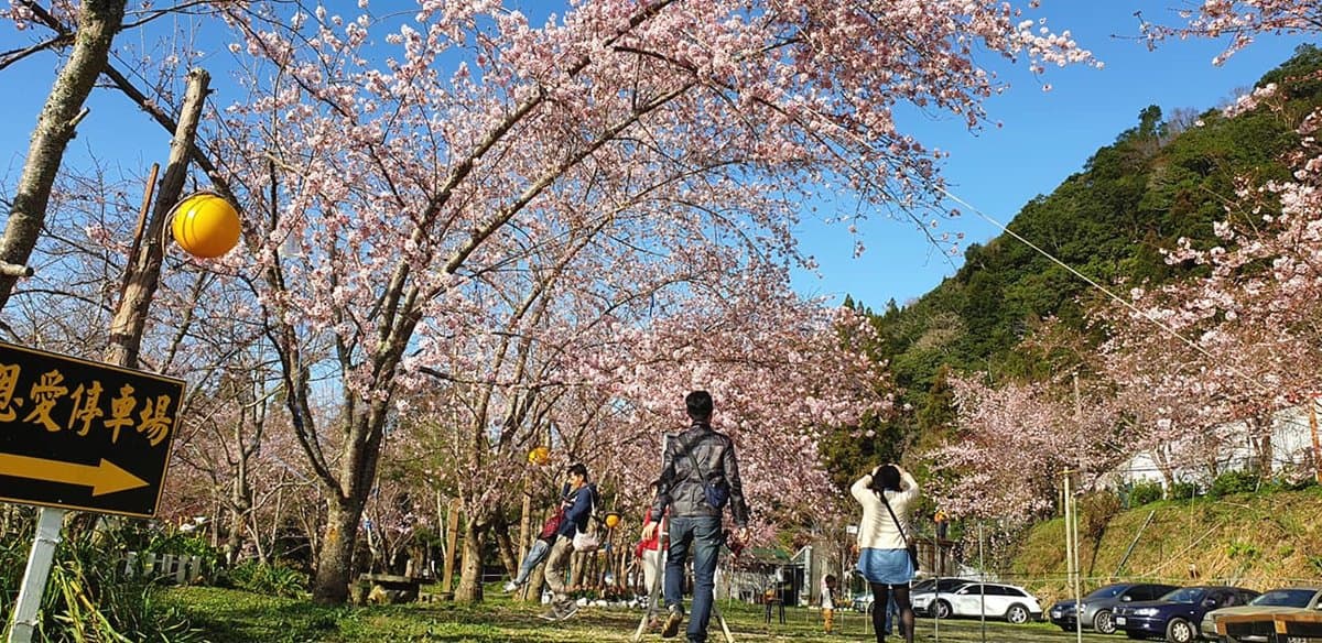 富士櫻盛開好夢幻!「拉拉山」恩愛農場賞櫻趁現在 富士櫻盛開好夢幻!「拉拉山」恩愛農場賞櫻趁現在
