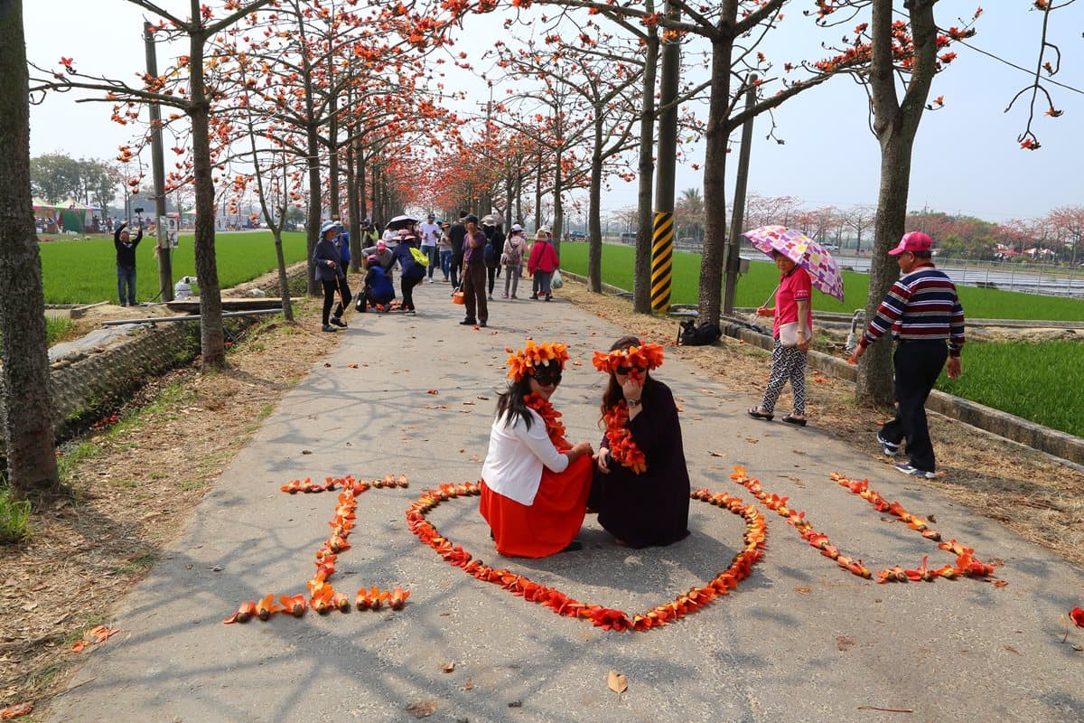 快搶拍!「亞洲最美花海街道」開花了 絕美木棉花浪漫破表 快搶拍!「亞洲最美花海街道」開花了 絕美木棉花浪漫破表