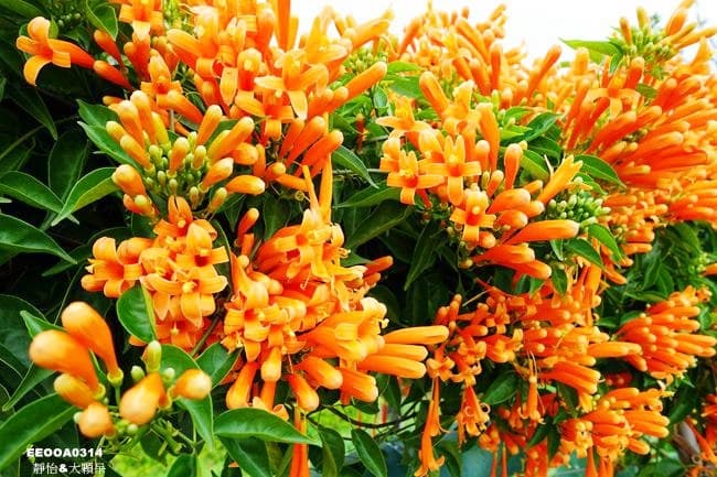 浪漫新景點!「炮仗花」拱門步道+3D立體彩繪空橋,快點拍起來 浪漫新景點!「炮仗花」拱門步道+3D立體彩繪空橋,快點拍起來